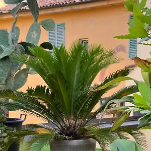 Apartamento The Jasmine Terrace Retreat, Bolonia